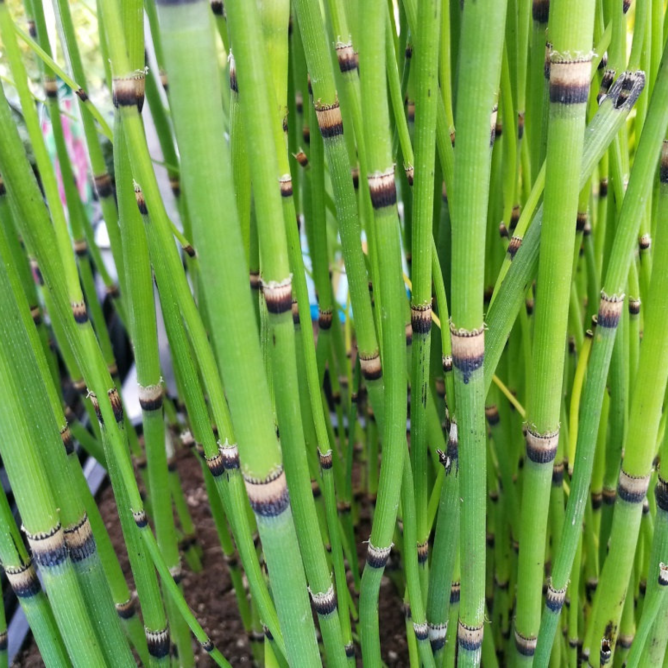 Obrázok Japonský prasličkovec (Equisetum japonicum) - výška 50-60 cm, kont. P9
